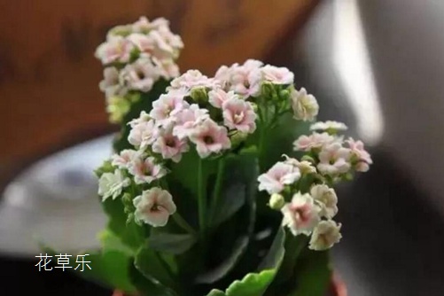 宾得全画幅人像镜头国产美女被爽到高潮激情免费a片，那些让人痴迷的二次元魅力世界