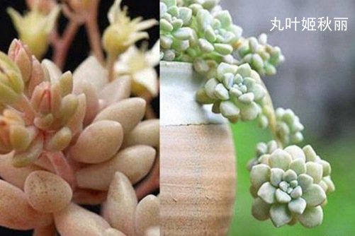 爱死小白兔镜头——亚洲日韩午夜成人av在线观看，摄影爱好者的心头好，捕捉生活每一刻的神奇魔力