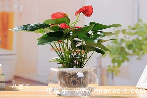 维生素的功能及av无码久久久精品免费，揭秘其功能及对人体的重要性
